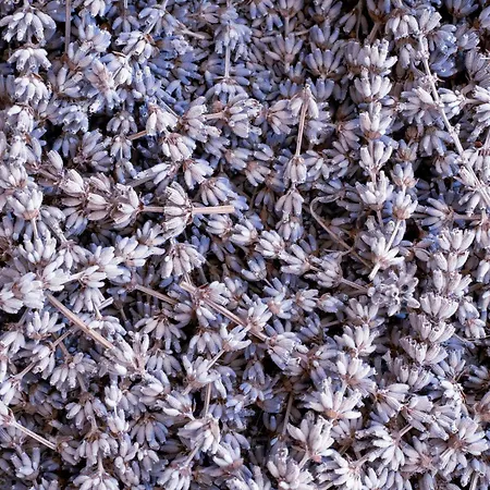 Lavanda Пореч